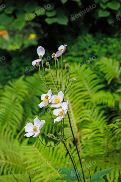 Preview: Anemone Japonica (Anemone Hupehensis Var. Japonica, Chinese Anemone, Japanese Anemone, Thimbleweed