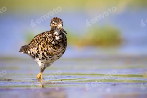 Preview: Colorful Water Bird. Colorful Natrure Background. Bird: Ruff. Philomachus Pugnax.