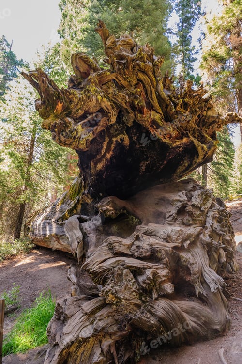 Preview: A Fallen Giant Sequoia In The General Grant Grove, Kings Canyon National Park