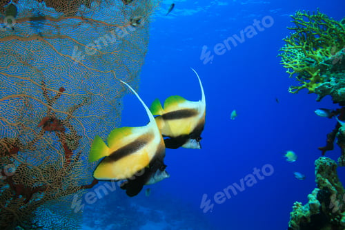Preview: Pair Of Red Sea Bannerfish (Heniochus Intermedius)