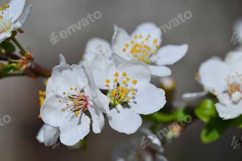Vorschau: Pflaumenblüten