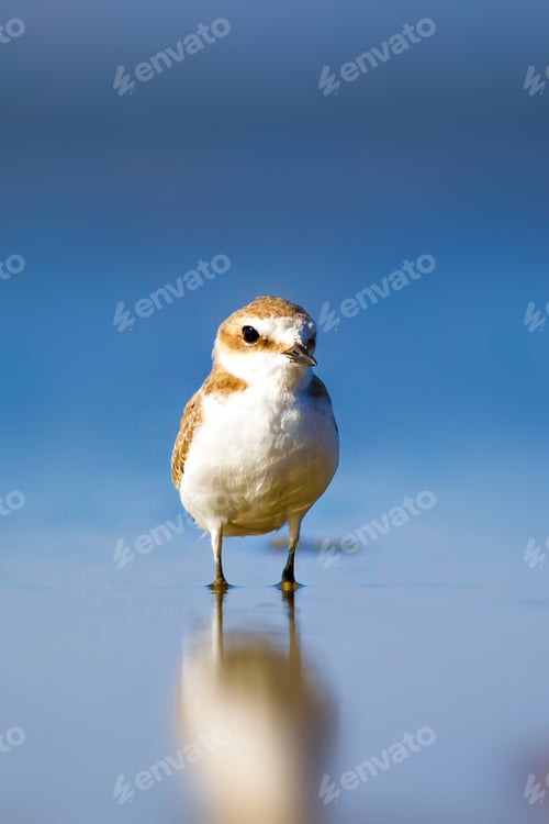 Preview: Cute Bird Plover. Blue Nature Background. Kentish Plover. Charadrius Alexandrinus.