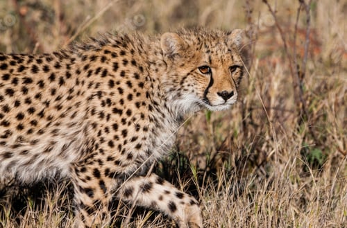 Preview: Cheetah (Acinonyx Jubatus Soemmeringii) In The Okavango-Delta In Botswana