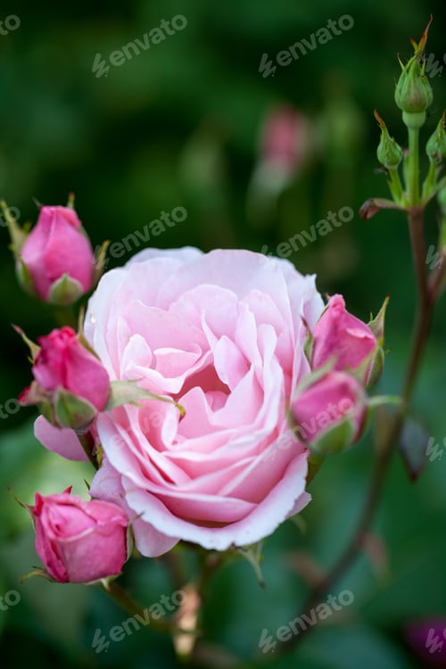 Preview: Delicate Pink Rose and Buds in Garden