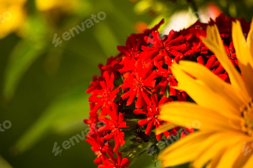Preview: A Bouquet Of Bright Spring Flowers Of Various Types