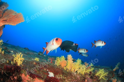 Preview: Underwater Coral Reef With Fish In Indian Ocean, Thailand