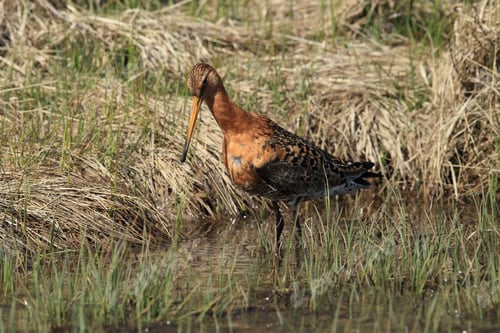 Preview: Black-Tailed Godwit, Limosa Limosa Iceland