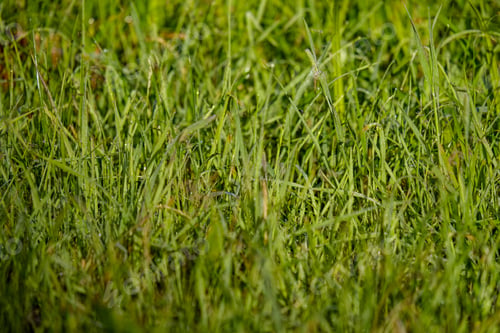 Preview: Summer Plants And Bents On Blur Background In Evening Sun. Textured Pattern Of Foliage