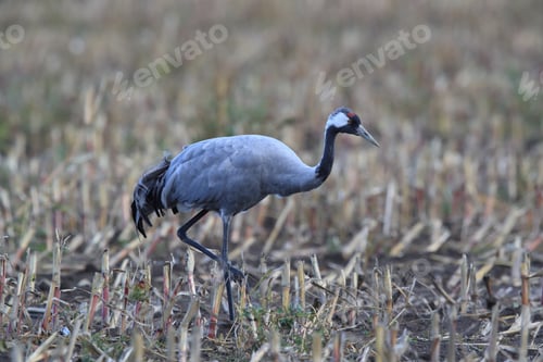 Preview: Common Cranes In The Field Mecklenburg Germany