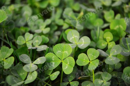 Preview: Clover St. Patrick'S Day