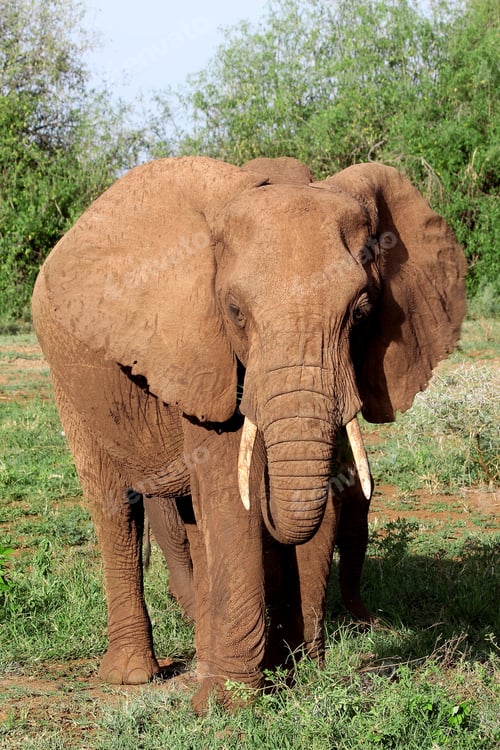 Preview: African Elephant In The Lake Manyara National Park, Tanzania