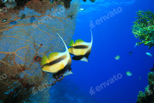Preview: Pair Of Red Sea Bannerfish With Gorgonian Fan Coral In Background