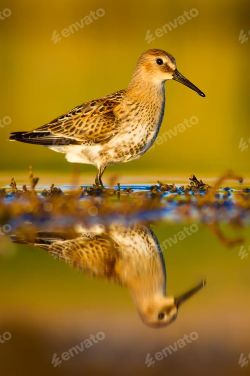 Preview: Cute Bird. Nature Background.