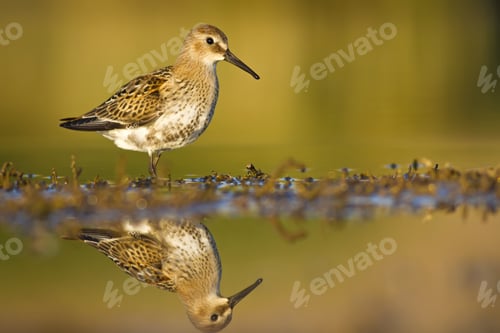 Preview: Nature Habitat And Water Bird. Feeding Bird. Green Yellow Nature Background. Common Water Bird