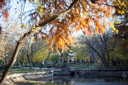 Preview: Beautiful Autumn Leaves In The Park