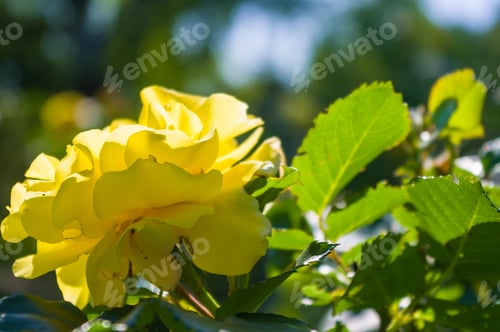 Preview: Colorful Lovely Rose Flower Close-Up, Early Spring On A Warm Sunny Day, Bright Beautiful Background