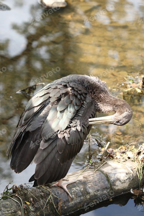 Preview: Young Black Stork (Ciconia Nigra) Saxony Germany