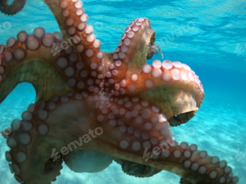 Preview: Underwater Photo Of Small Octopus In Tropical Sandy Turquoise Sea Bay