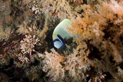 Preview: Emperor Angelfish Among Soft Corals