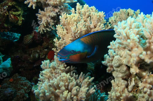 Preview: Bullethead Parrotfish (Chlorurus Sordidus)