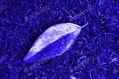 Preview: Yellow Autumn Leaf, Detail Of Dry Leaf, Season Of The Year