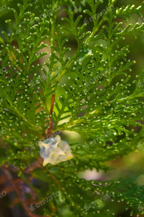 Preview: Incense Cedar Tree Calocedrus Decurrens Branch Close Up.