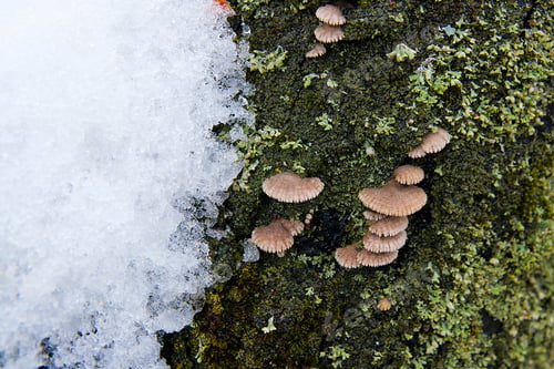 Preview: Colorful Tree Mushrooms On An Old Trunk With Natural Background - Beautiful Details. Various Small