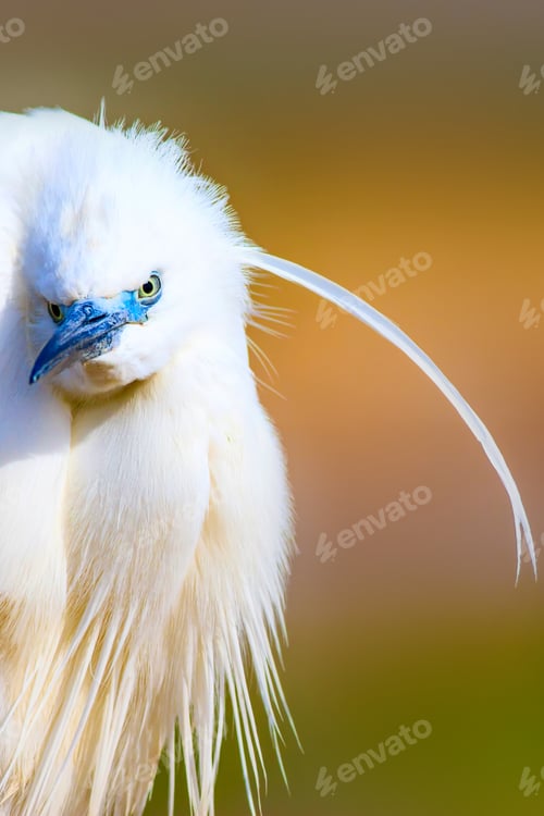 Preview: Cute White Bird. Heron. Nature Background.
