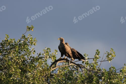 Preview: White Tailed Eagle Germany