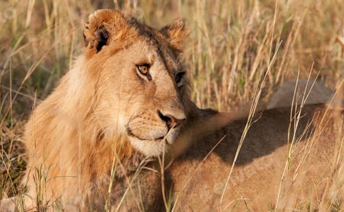 Preview: Male African Lion In The Maasai Mara, Kenya