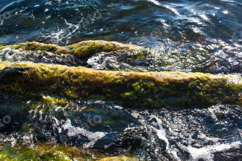 Preview: Rocky Sea Shore With With Seaweed, Transparent Waves With Foam, On A Warm Summer Day