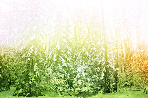 Preview: Winter Forest. Winter Landscape. Snow Covered Trees