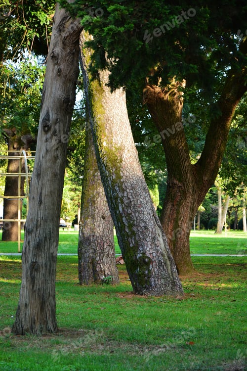 Preview: Garden Trees