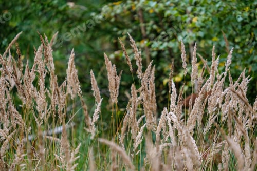 Preview: Grass Bents Abstract Nature Texture With Blur Background And Autumn Colors