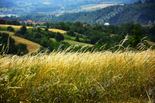 Preview: Meadow Landscapes Of The Hill