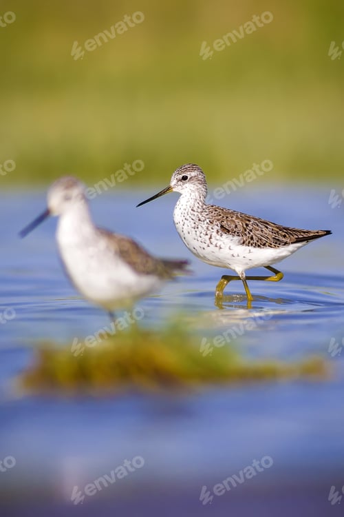 Preview: Water Birds. Water Nature Background. Birds: Marsh Sandpiper. Tringa Stagnatilis.