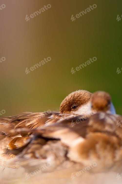Preview: Duck Family. Nature Background. Red Crested Pochard Netta Rufina.