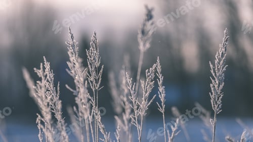 Preview: Old Dry Grass Bents In Winter With Shadows In Snow And Sunset Blur In Background - Vintage Look
