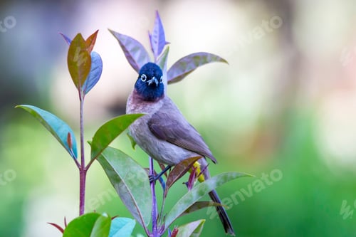 Vorschau: Süßer Bulbul mit weißen Brillen. Natur-Hintergrund. Pycnonotus
Xanthopygos.