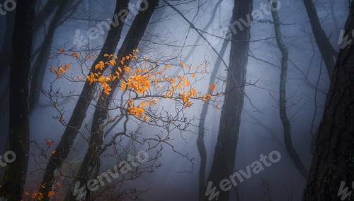 Preview: Mystic Spring Forest