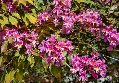 Preview: Tree With Pink Flowers On February In Israel. Selective Focus.