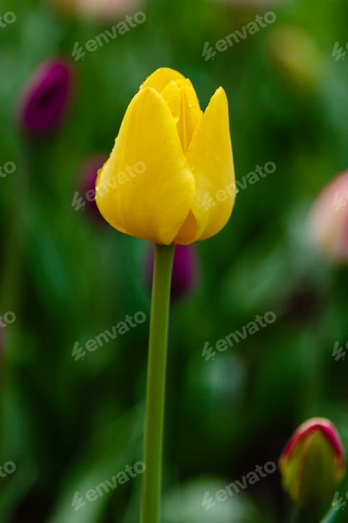 Preview: Yellow Flower Of Tulip Sort Golden Parade. Hybrids Of Tulips - A Beautiful Spring Bulbs. Growing