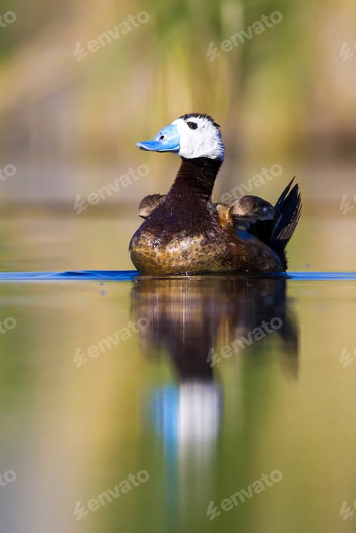 Preview: Swimming Duck. Colorful Lake Habitat Background. Bird: White Headed Duck. Oxyura Leucocephala.