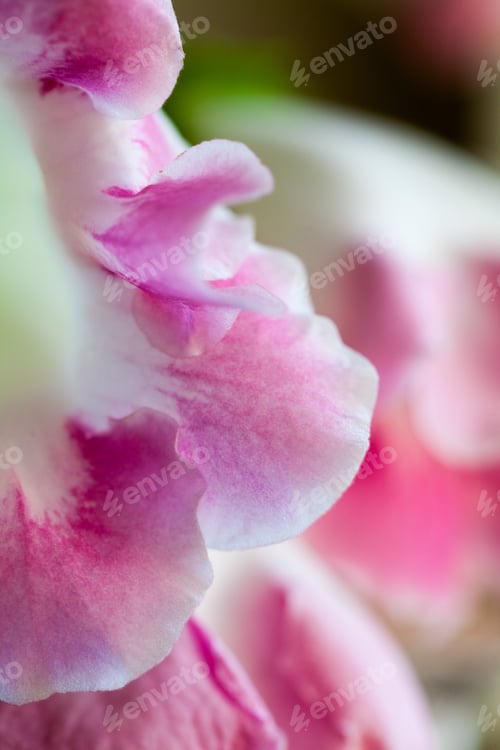 Preview: Gloxinia Flower With Macro Details