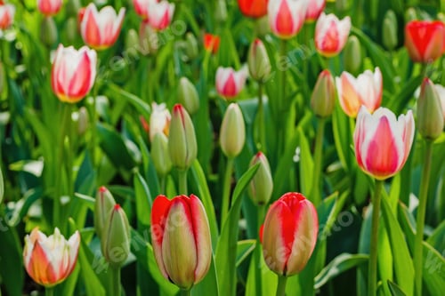 Preview: White And Red Flowers. Blooming Tulips In The Spring Garden. Tulips Early-Flowering Bulbous Plants