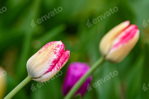 Preview: Beautiful Flower Of Tulip Sort Del Piero. Hybrids Of Tulips - A Beautiful Spring Bulbs. Growing