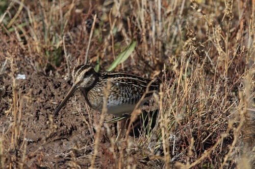 Preview: Common Snipe (Gallinago Gallinago) New Mexico Usa