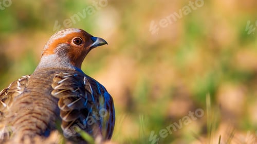 Preview: Partridge. Green Brown Nature Background. Bird: Grey Partridge. Perdix Perdix.