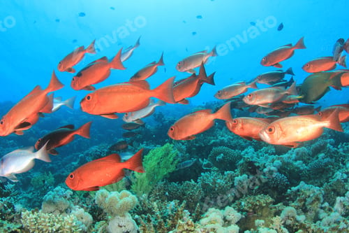 Preview: Shoal Of Fish On Coral Reef: Crescent-Tailed Bigeyes