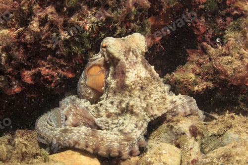 Preview: Octopus
